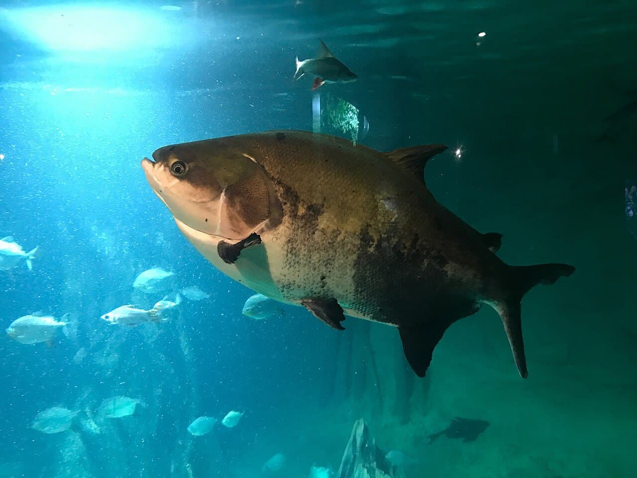 A large, round black pacu swimming in a big aquarium.
