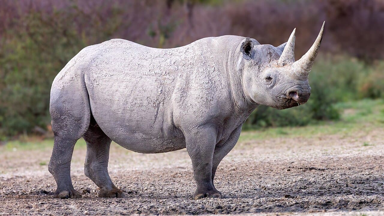 A gray black rhinoceros with two horns standing on bare ground.