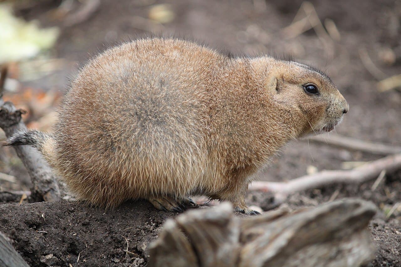 A tan black-tailed prairie dog sitting on the ground.