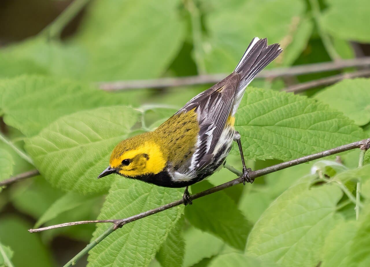 A black-throated green warbler with a yellow face perched among leaves.