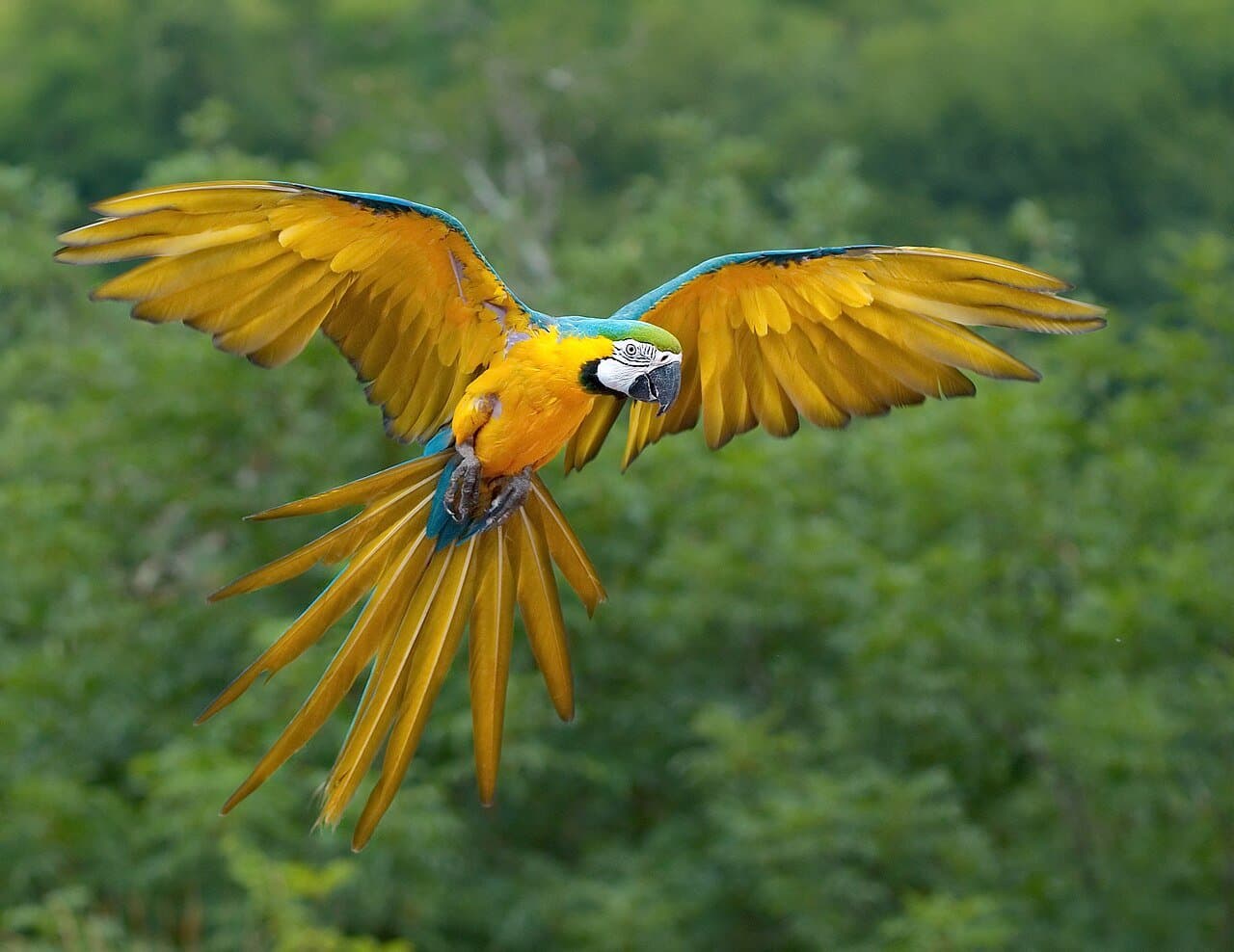 A blue-and-yellow macaw flying with its wings spread wide over green trees.