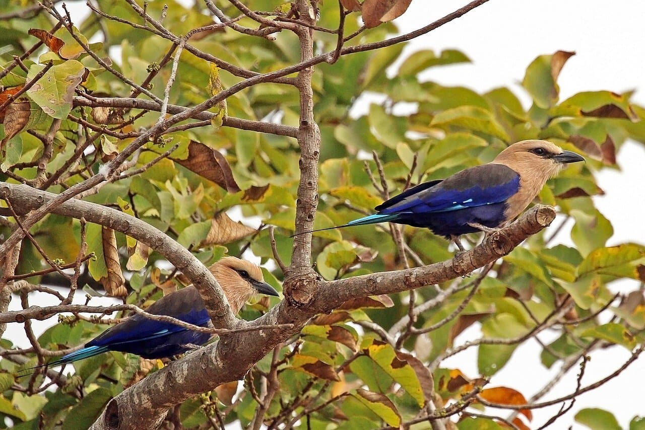 Two blue-bellied rollers with cream-colored heads and dark blue wings perched in a tree.