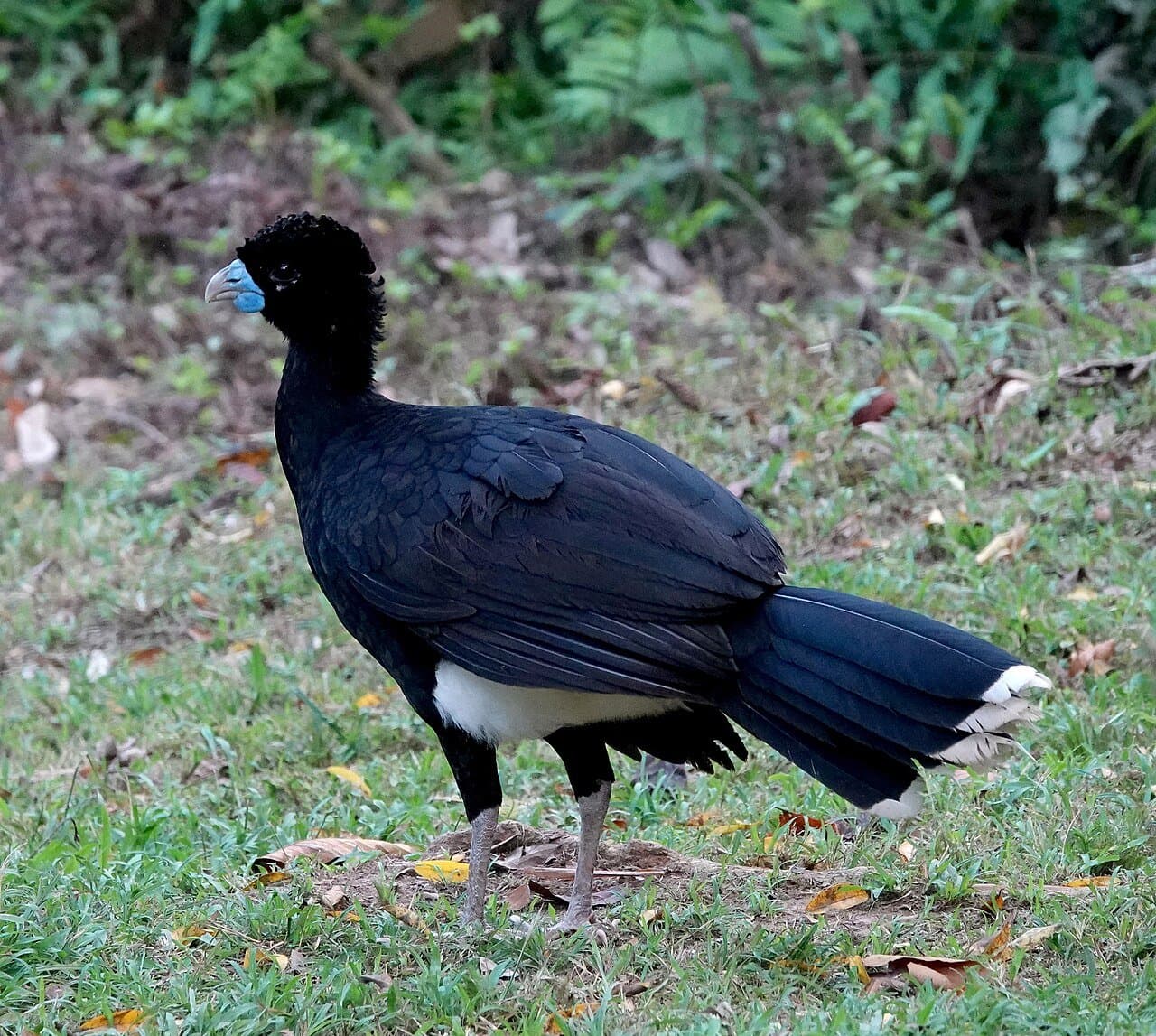 A black blue-billed curassow with a curly crest walking on grass.