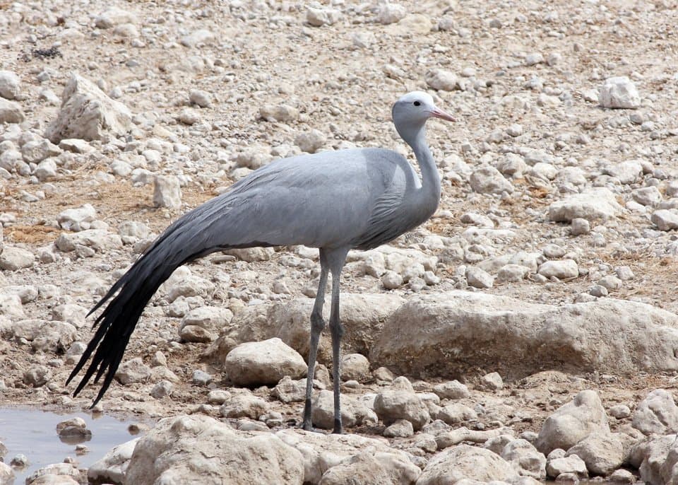 A blue-gray blue crane with long trailing wing feathers walking on rocky ground.
