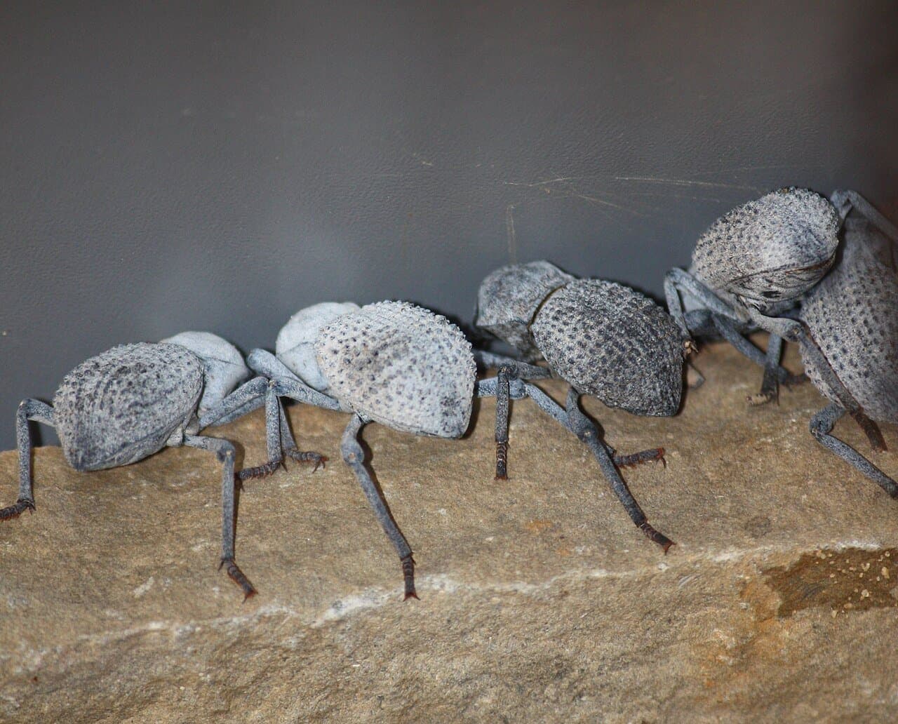Several pale blue-gray death-feigning beetles on a rock.