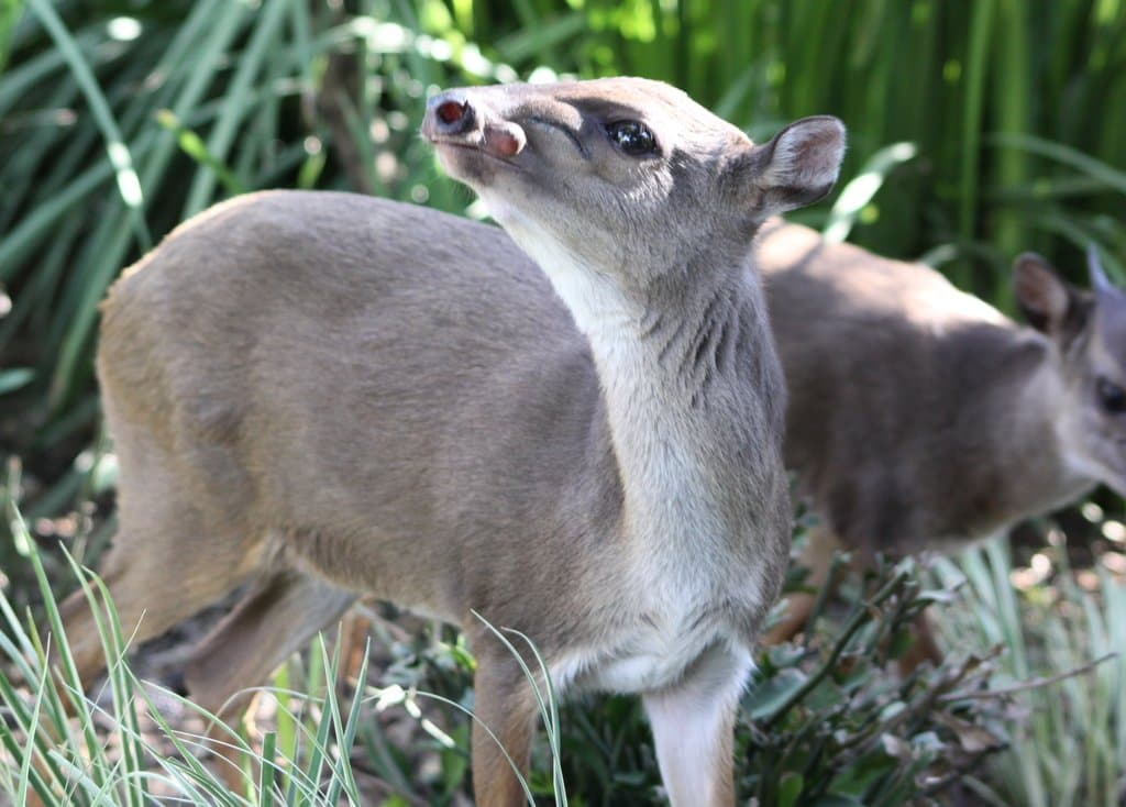 A small gray-brown blue duiker standing among green plants.