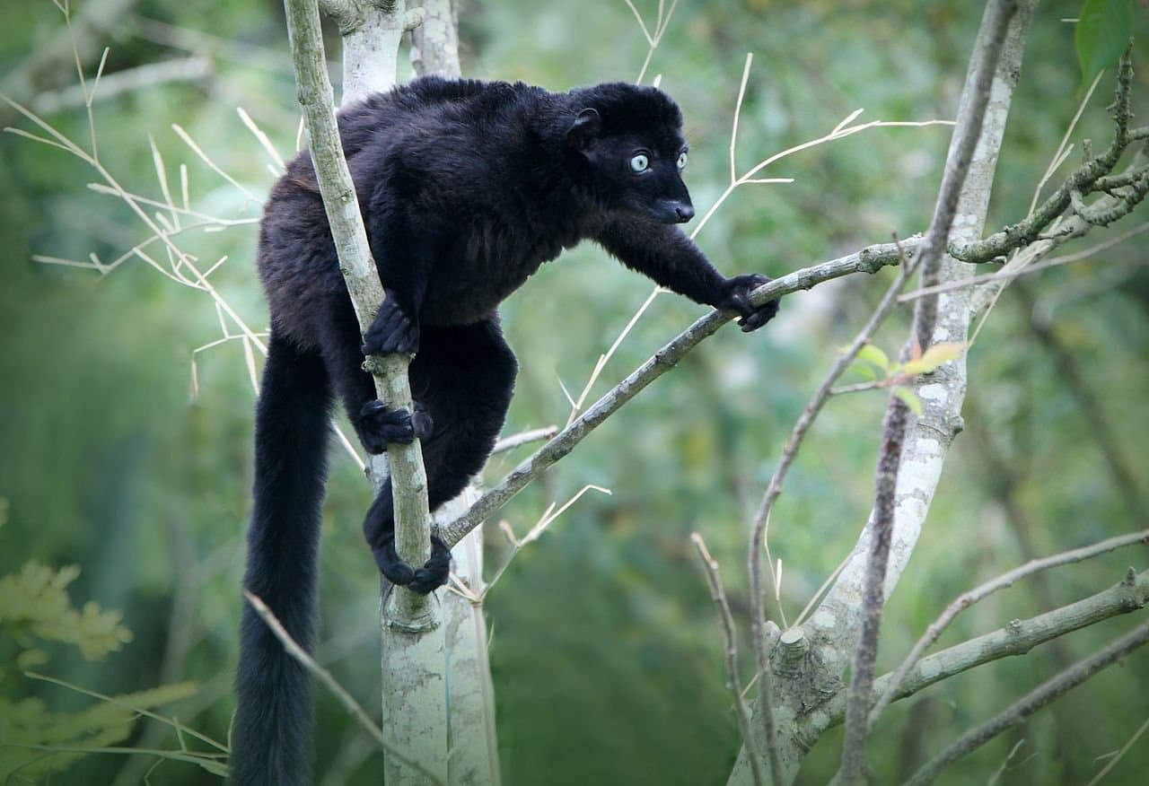 A black male blue-eyed black lemur climbing among branches.