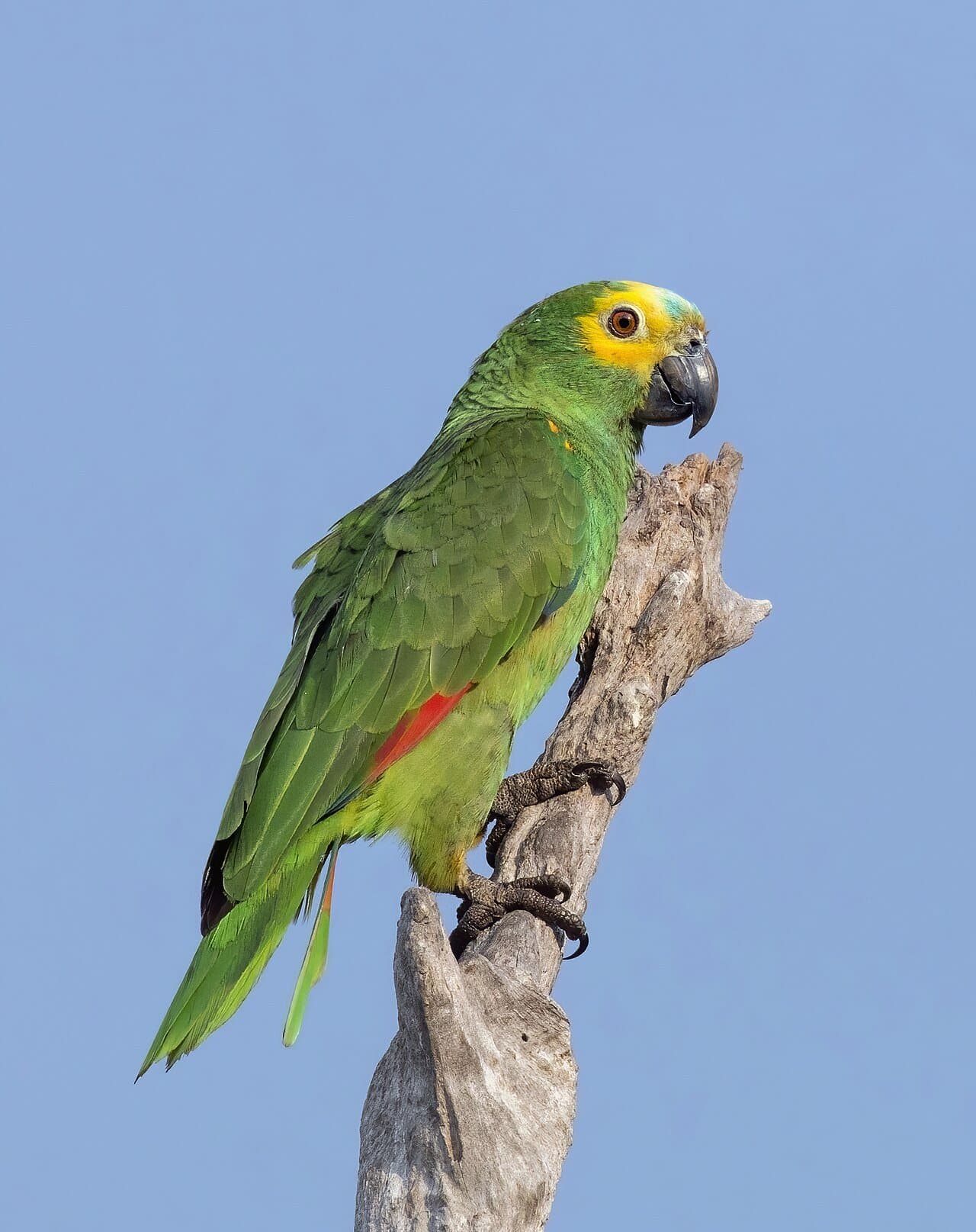 A green blue-fronted amazon parrot with a blue forehead and yellow face perched on a branch.