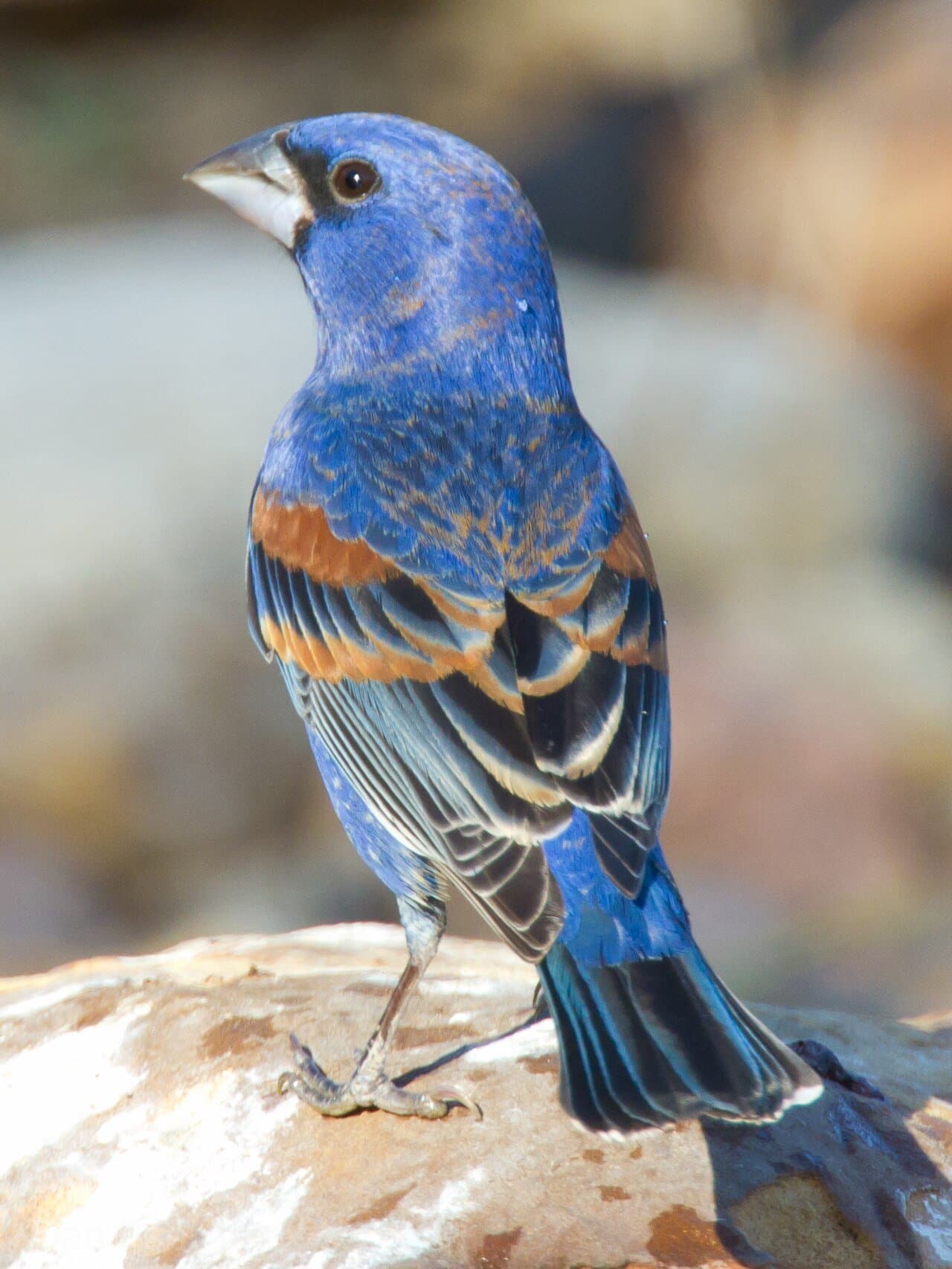 A deep blue male blue grosbeak with rusty wing bars.