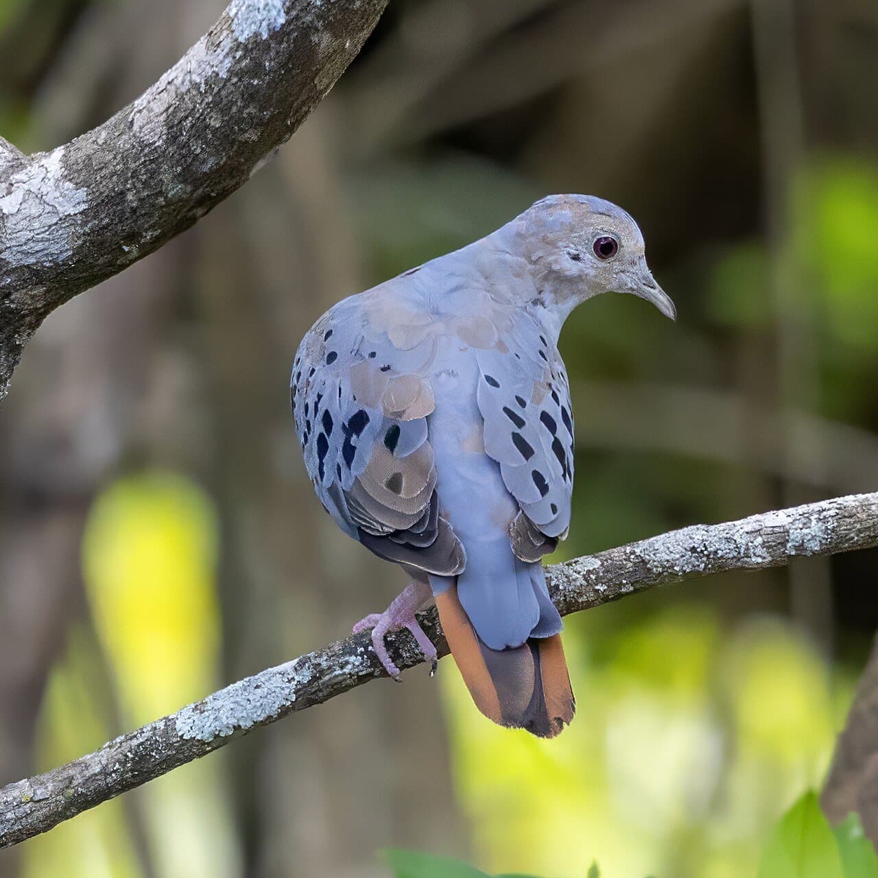 A pale blue-gray male blue ground dove perched on a branch.
