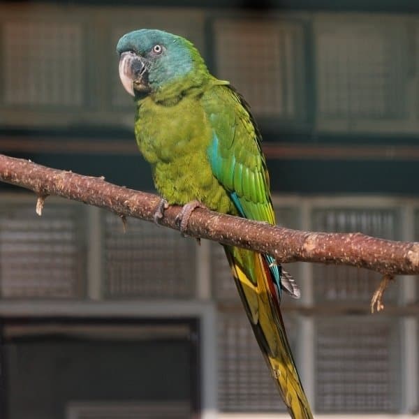 A green blue-headed macaw with a blue head perched on a branch.