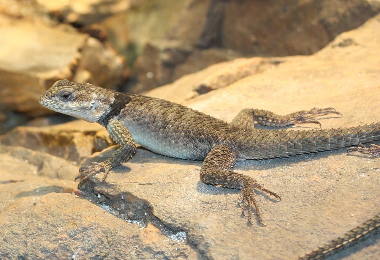 A blue spiny lizard with rough, patterned scales resting on a rock.