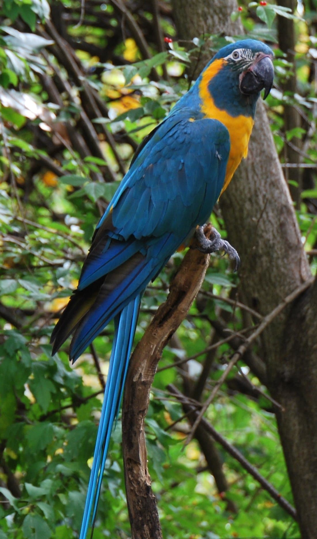 A blue-throated macaw with a blue back and yellow chest perched in a tree.