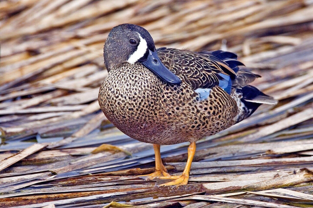 A male blue-winged teal with a gray-blue head and white face crescent standing on straw.