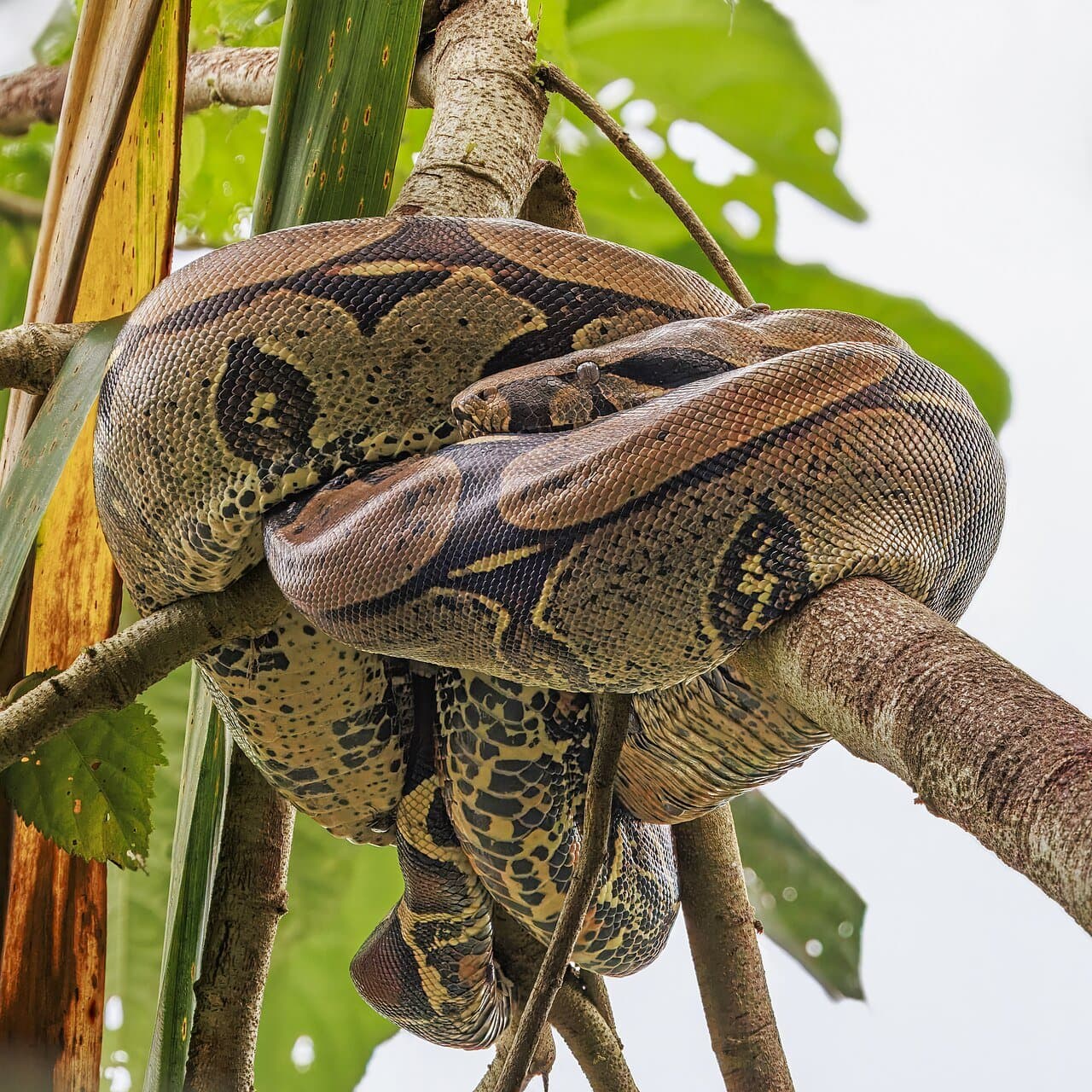 A patterned boa constrictor draped over a branch.