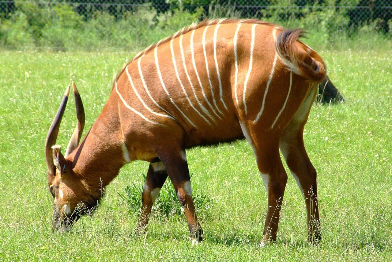 A bongo with a reddish-brown coat, thin white stripes and long horns grazing on grass.