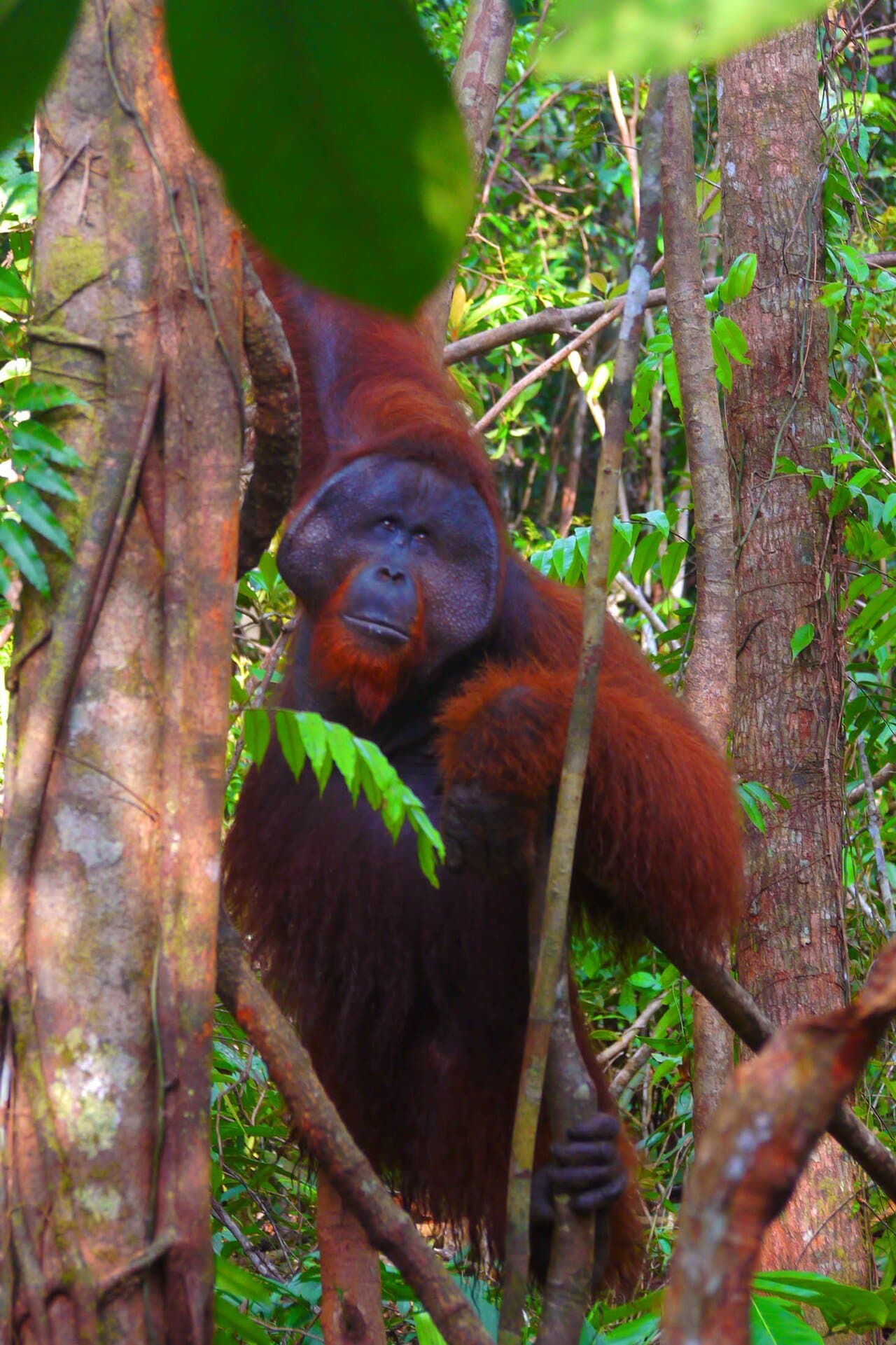 A Bornean orangutan with long reddish hair climbing among forest trees.