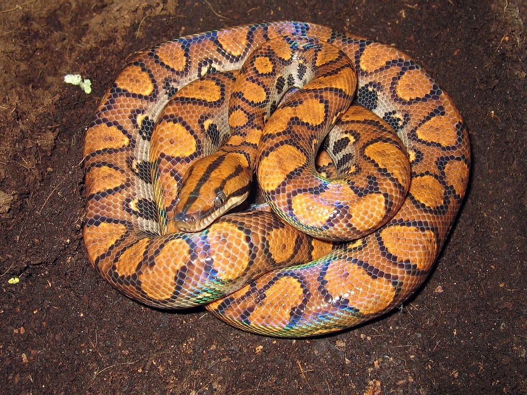 A coiled orange Brazilian rainbow boa with dark rings.