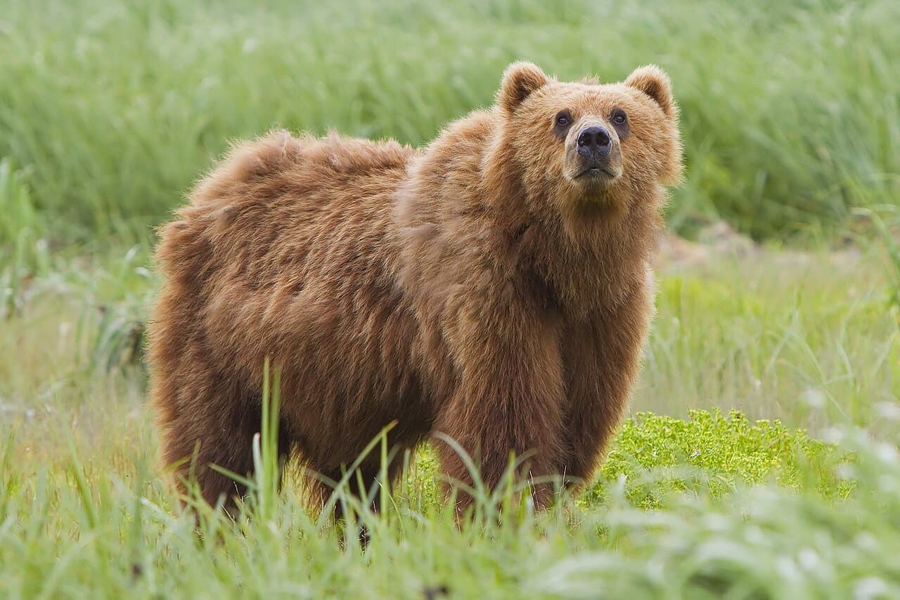 A large brown bear standing in green grass.