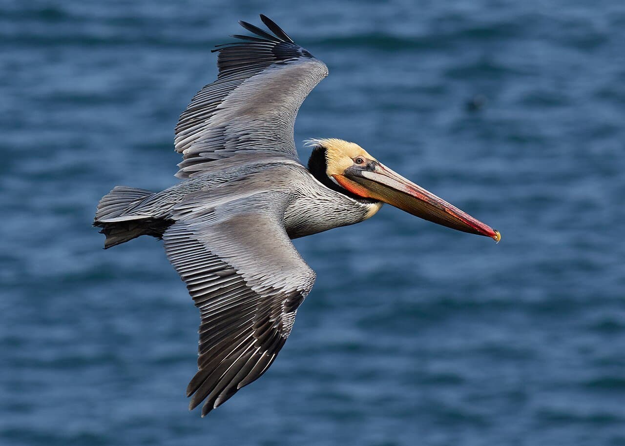 A brown pelican flying low over the ocean.