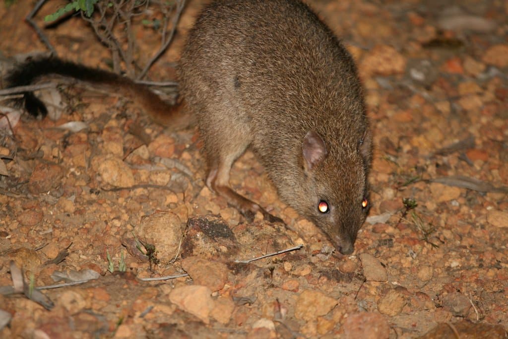 A small brown brush-tailed bettong on reddish soil at night.
