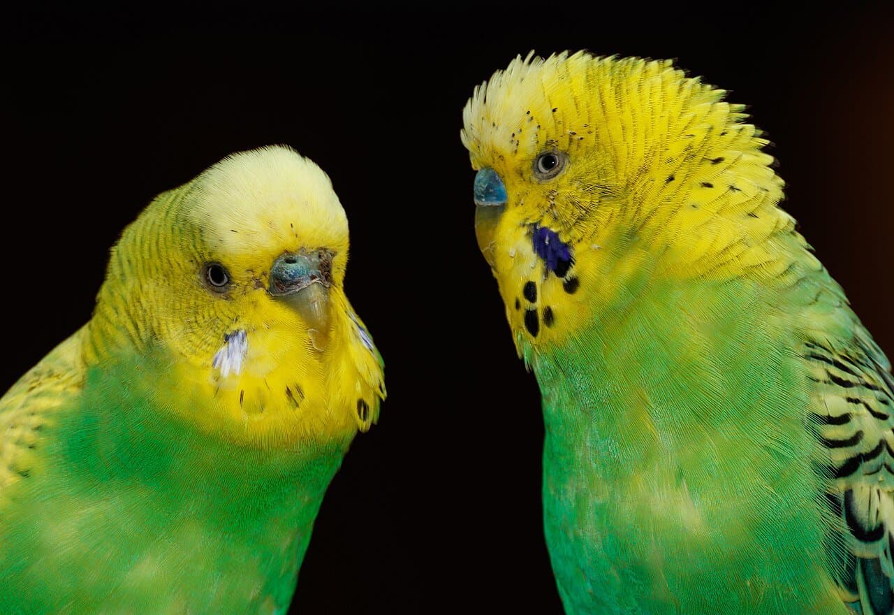 Two green-and-yellow budgerigars close together against a dark background.