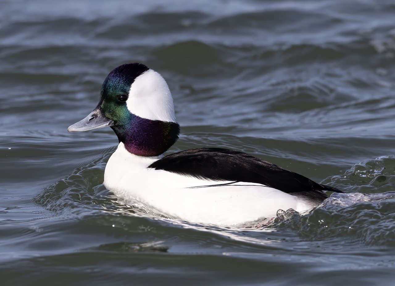 A black-and-white male bufflehead swimming.