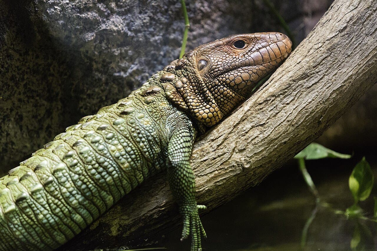 A green caiman lizard with an orange head resting on a log.