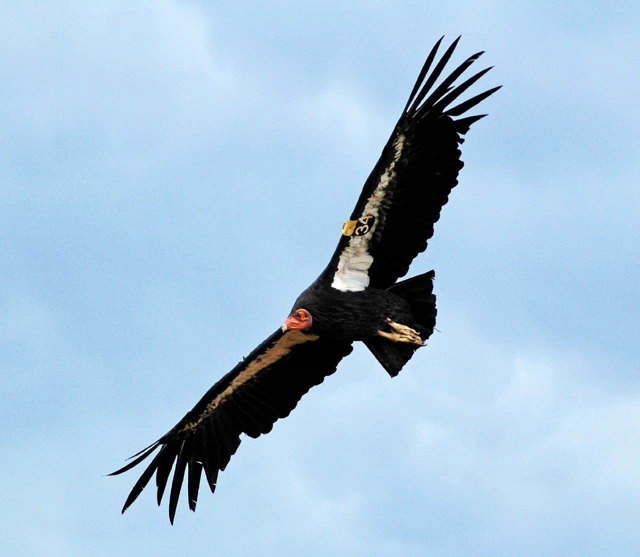 A black California condor with white underwing stripes soaring in the sky.