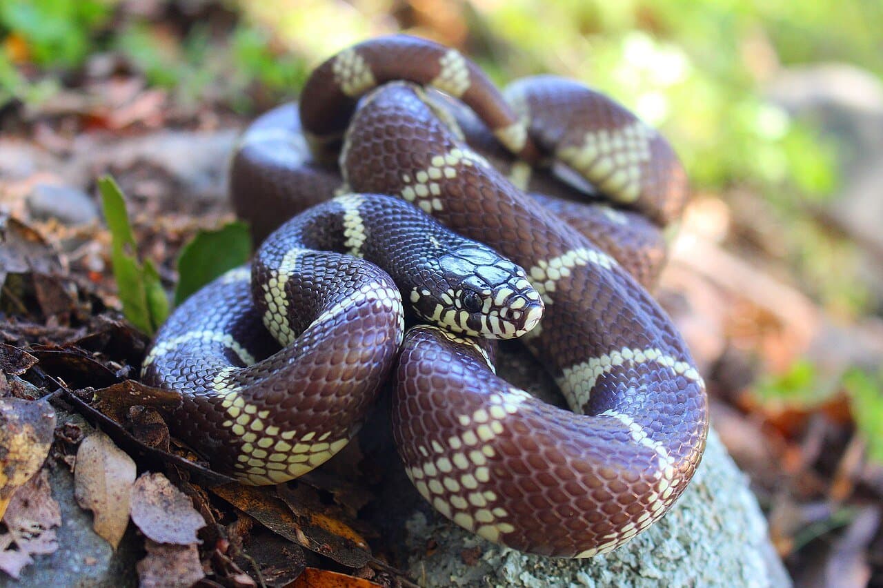 A California kingsnake with black and cream bands coiled on leaves.