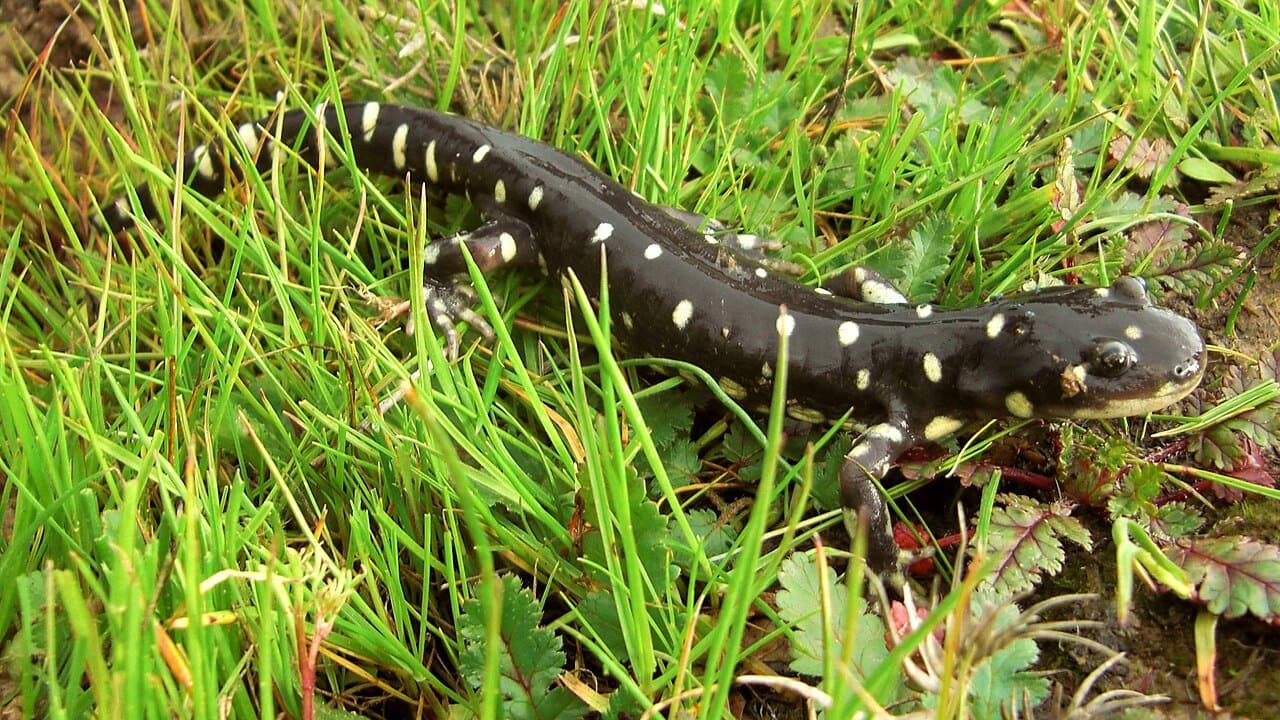 A black California tiger salamander with cream spots crawling through grass.
