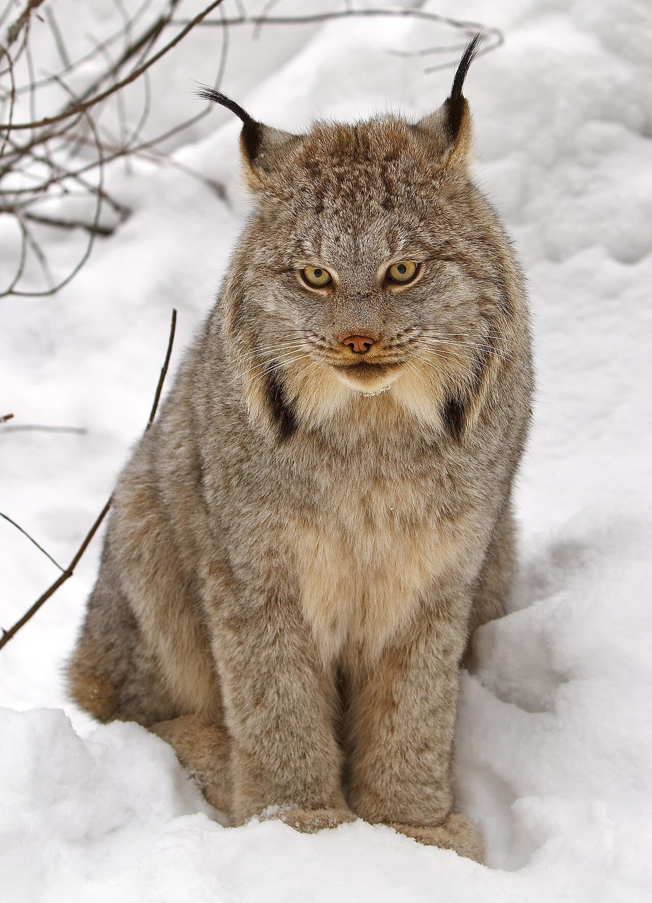 A Canada lynx with black ear tufts and thick gray fur sitting in the snow.