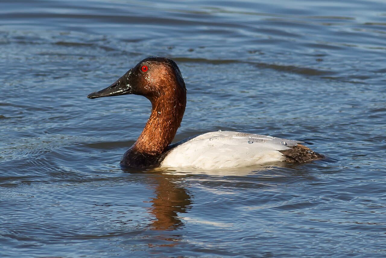 A male canvasback with a reddish head and white back swimming.