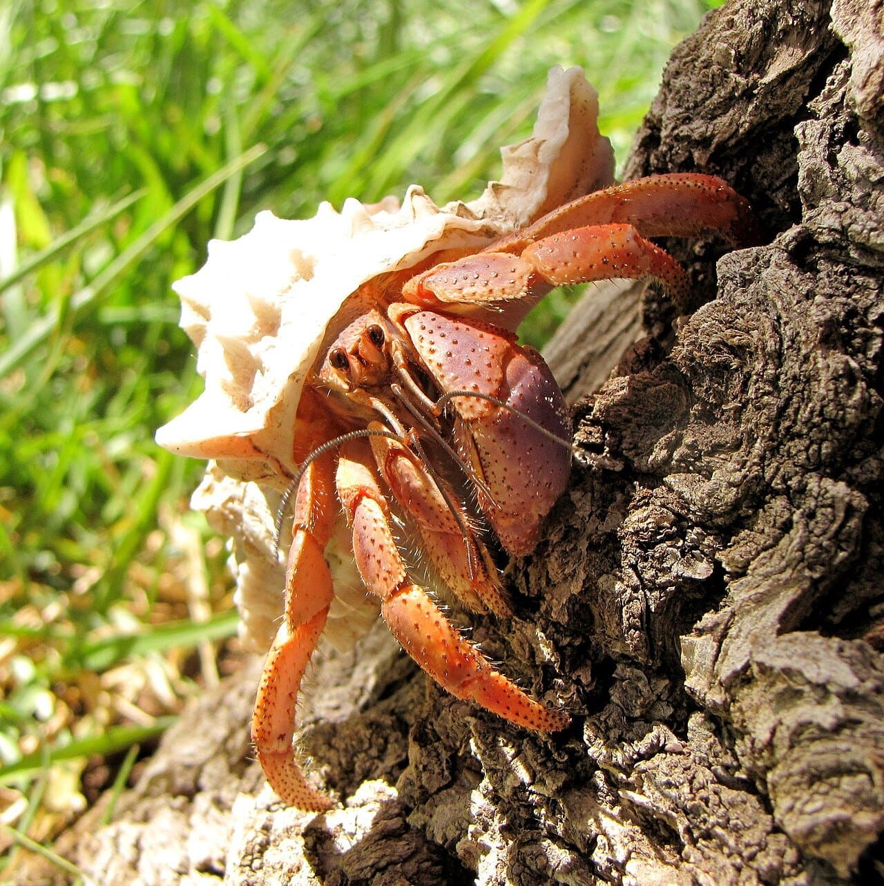 A purple-red Caribbean hermit crab in a white seashell climbing a log.