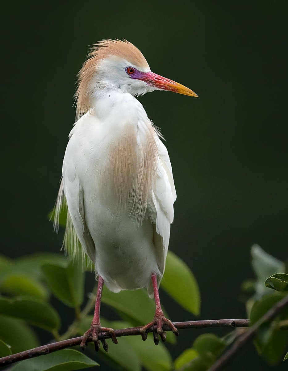 A white cattle egret with buff-orange breeding feathers on its head perched on a branch.