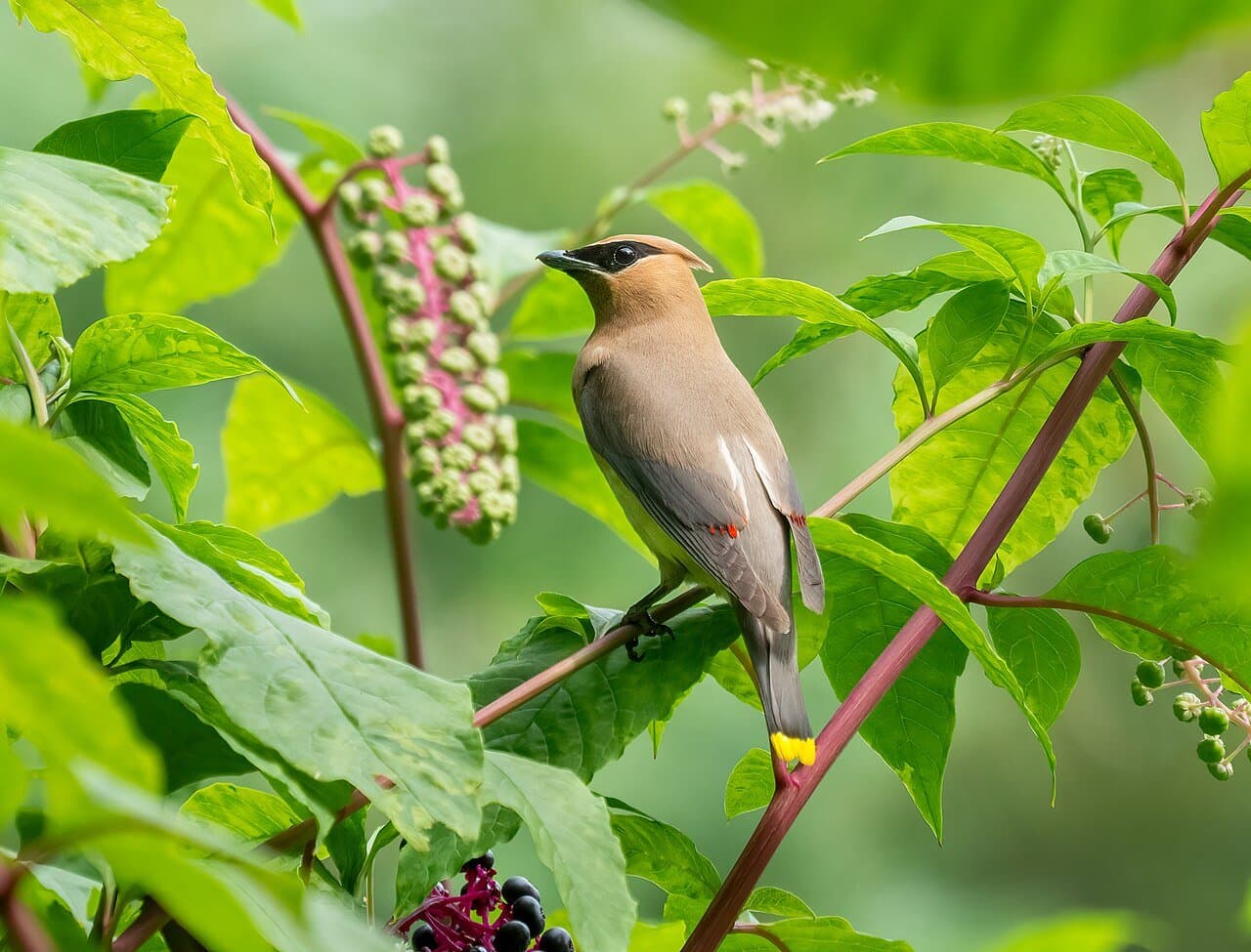 A cedar waxwing with a black mask perched among leaves and berries.