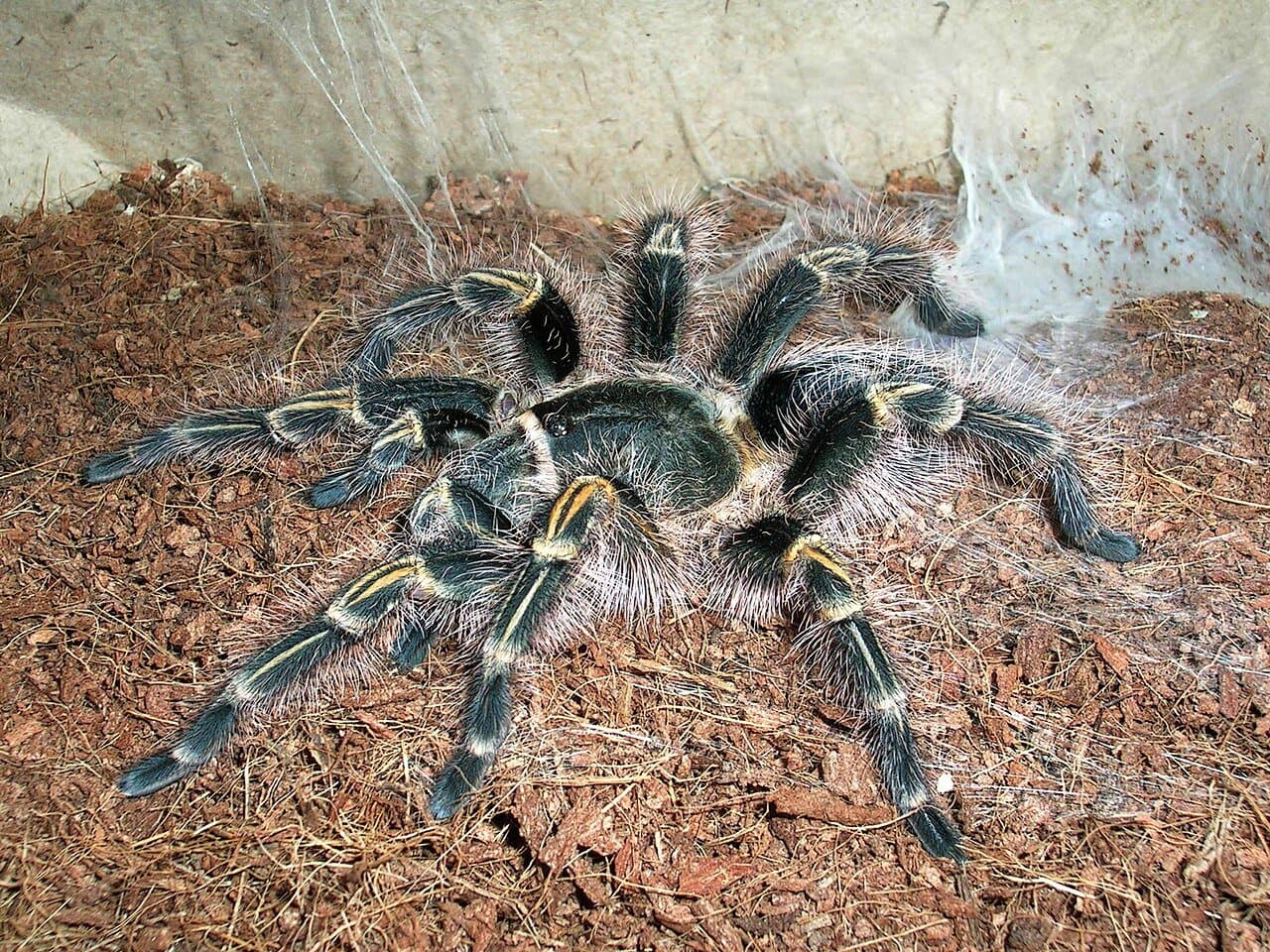 A dark brown Chaco golden knee tarantula with golden leg bands on bark chips.