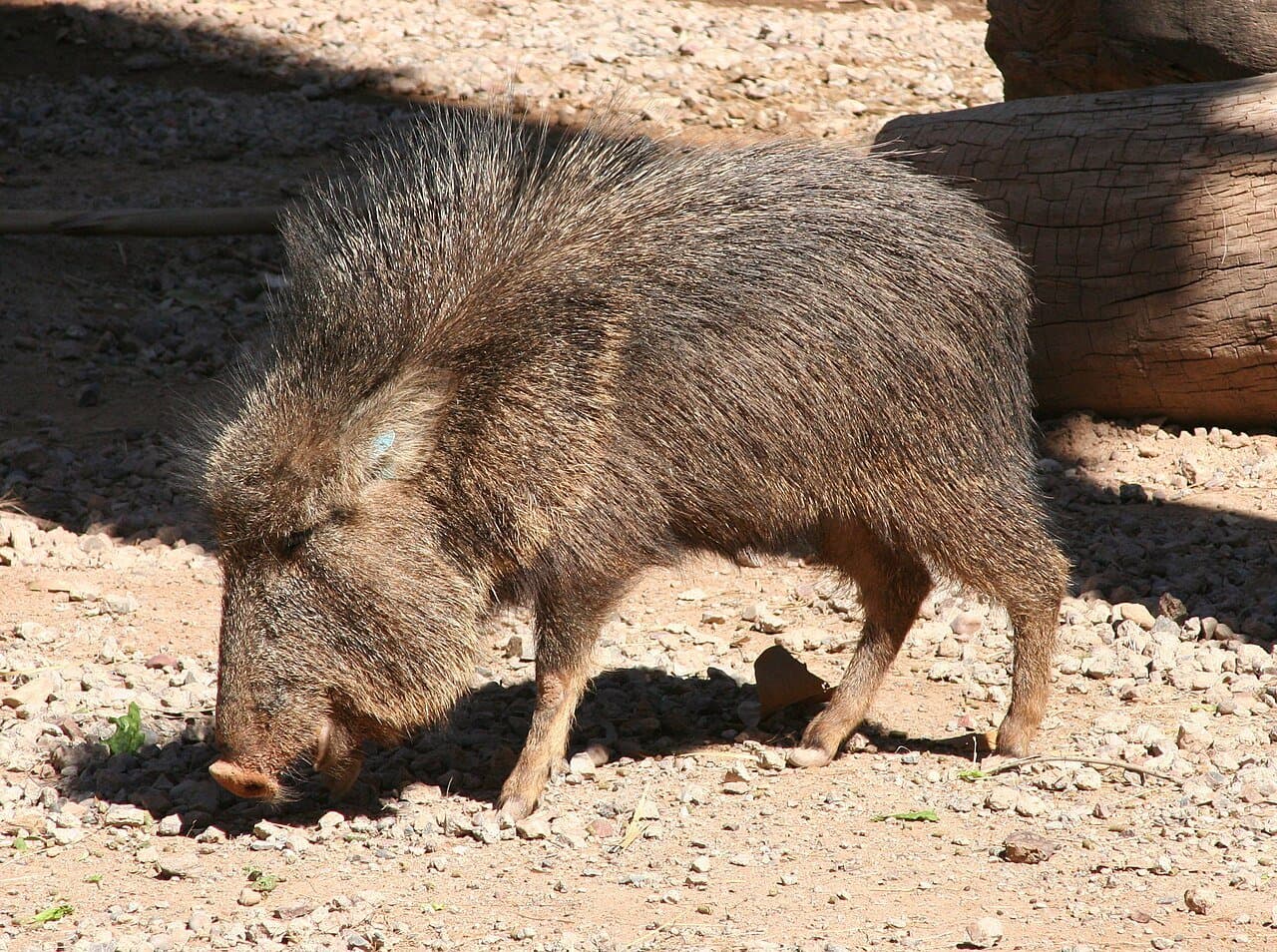 A grizzled gray-brown Chacoan peccary sniffing the ground.