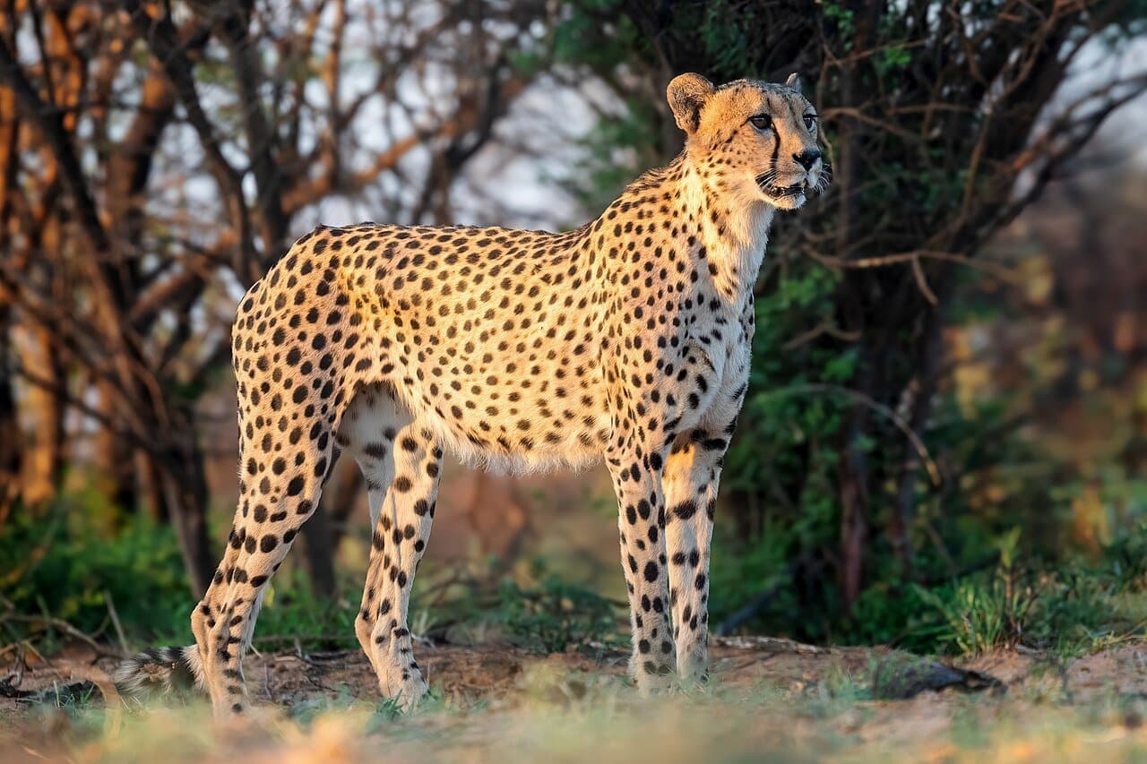 A spotted cheetah standing alert in a dry woodland.