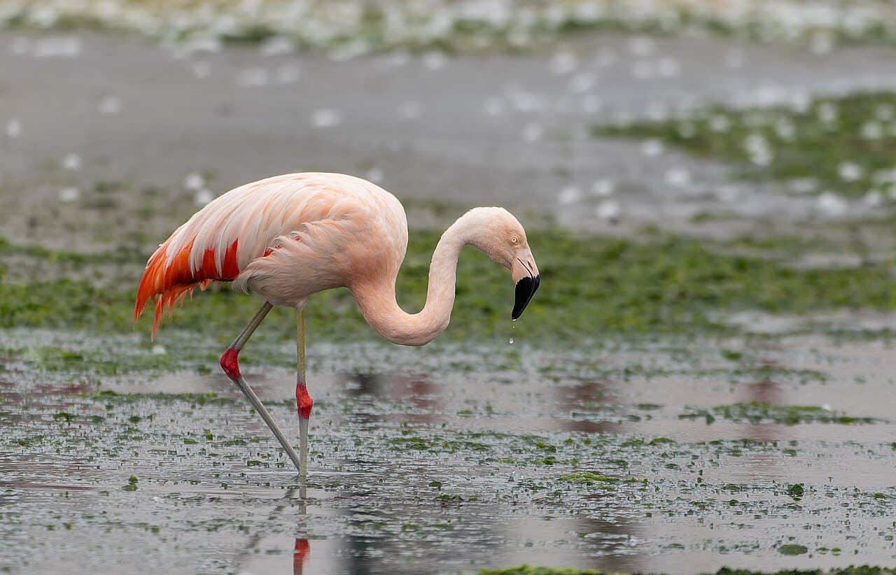 A pink Chilean flamingo wading and feeding in shallow water.