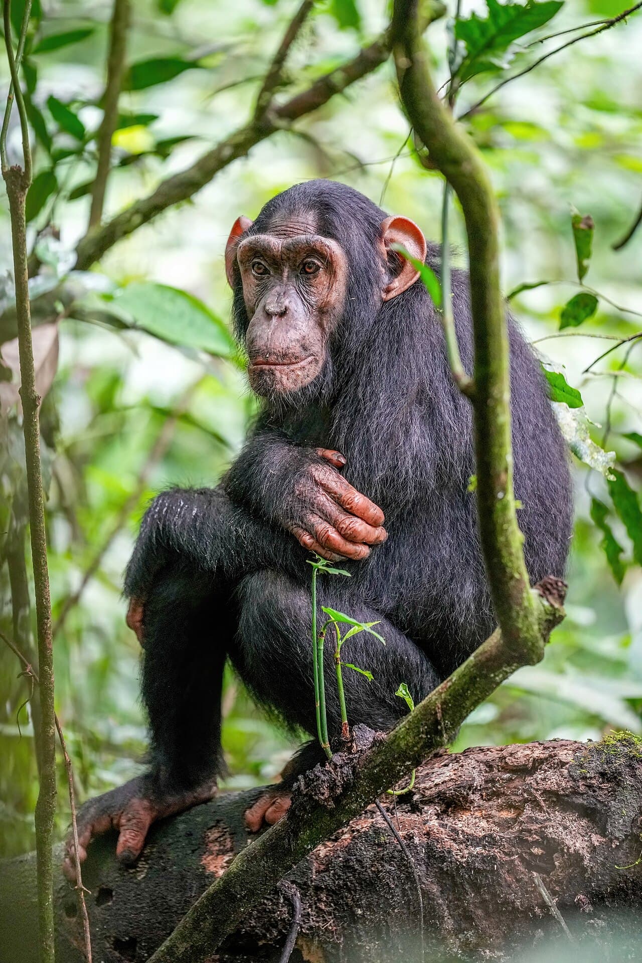 A chimpanzee sitting on a branch in Kibale Forest National Park.