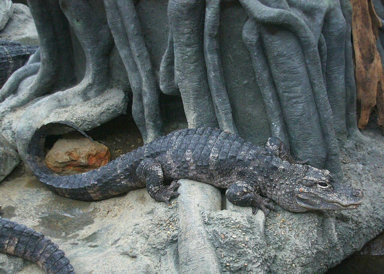 A gray Chinese alligator resting on rocks.