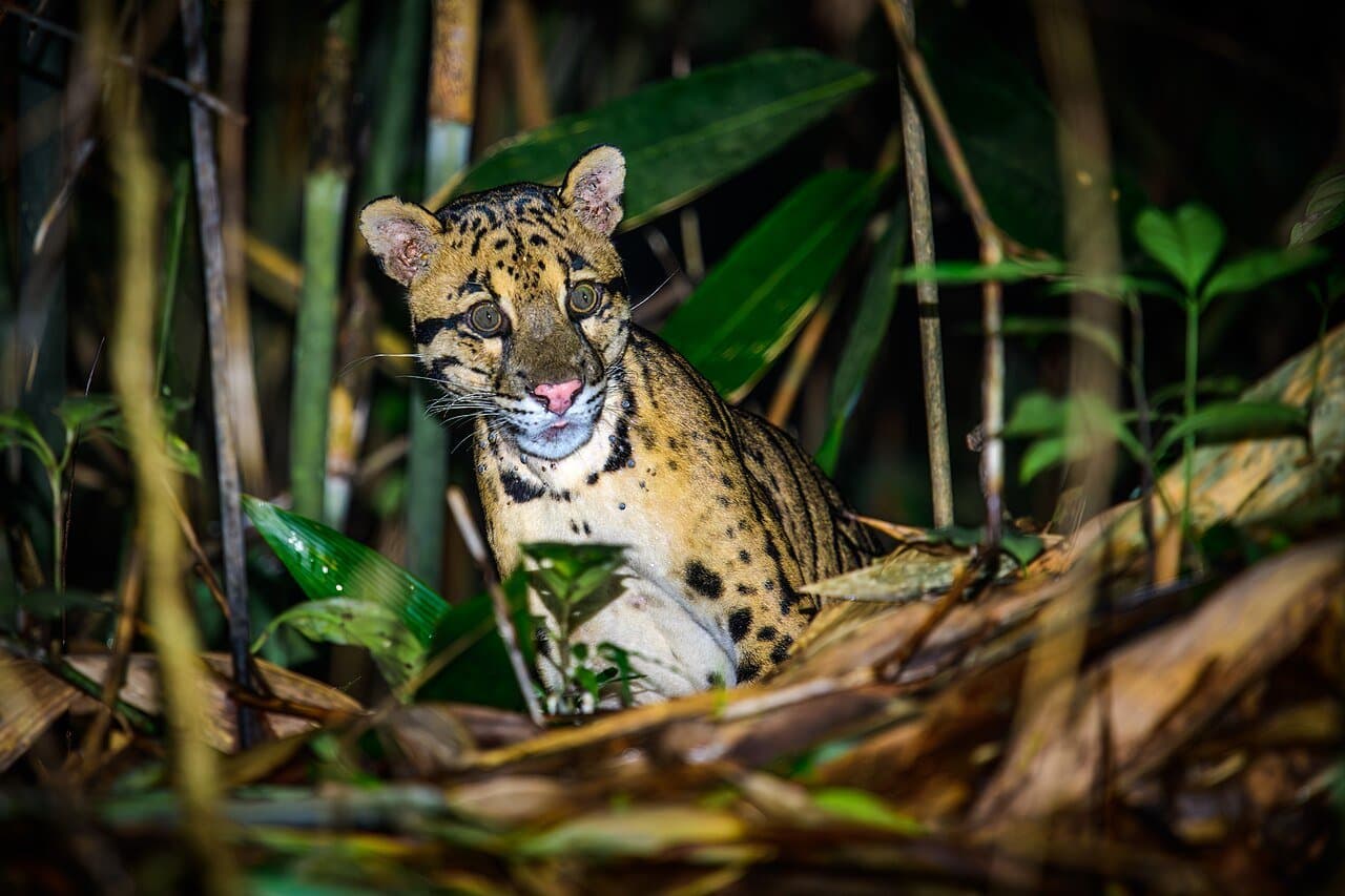 A clouded leopard with large cloud-shaped spots lying among green forest plants.