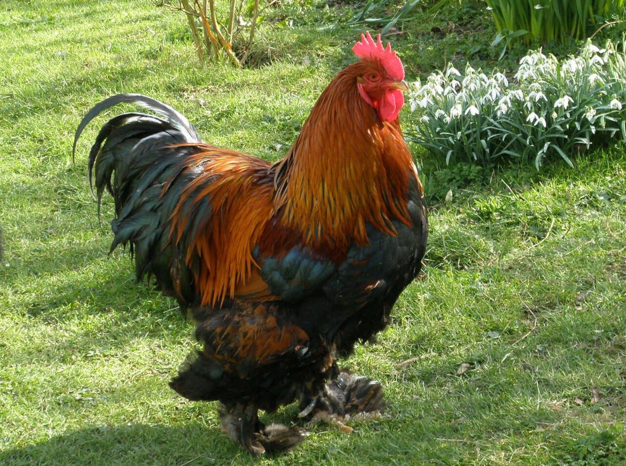 A fluffy Cochin rooster with a red comb and feathered feet standing on grass.