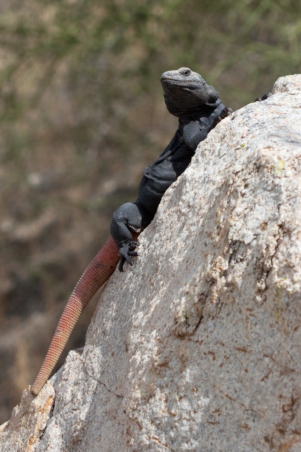 A dark common chuckwalla with a reddish tail on a pale rock.