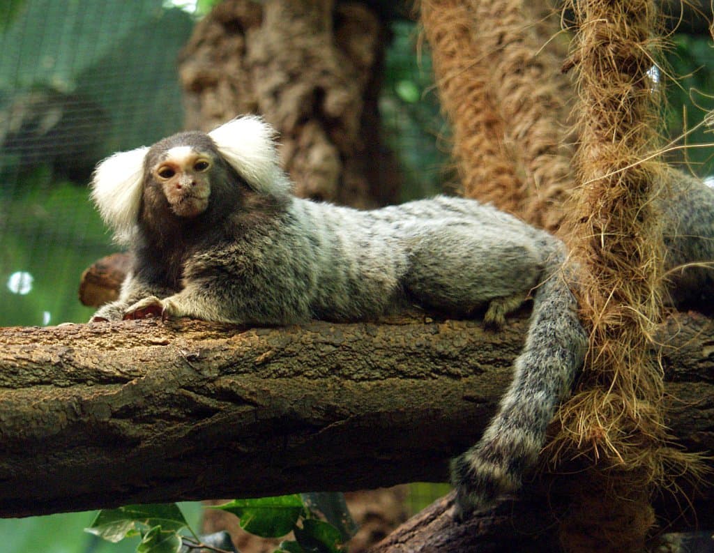 A common marmoset with white ear tufts and a striped tail resting on a branch.
