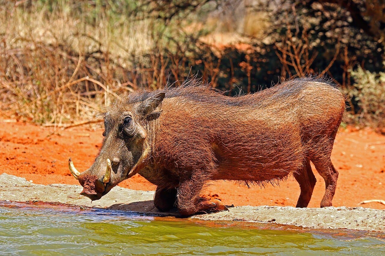A warthog with curved tusks kneeling at the edge of a water hole.