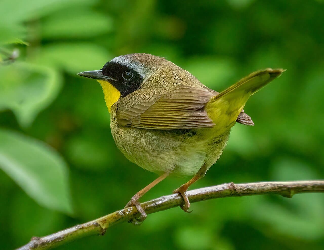 A male common yellowthroat with a black mask and yellow throat on a twig.