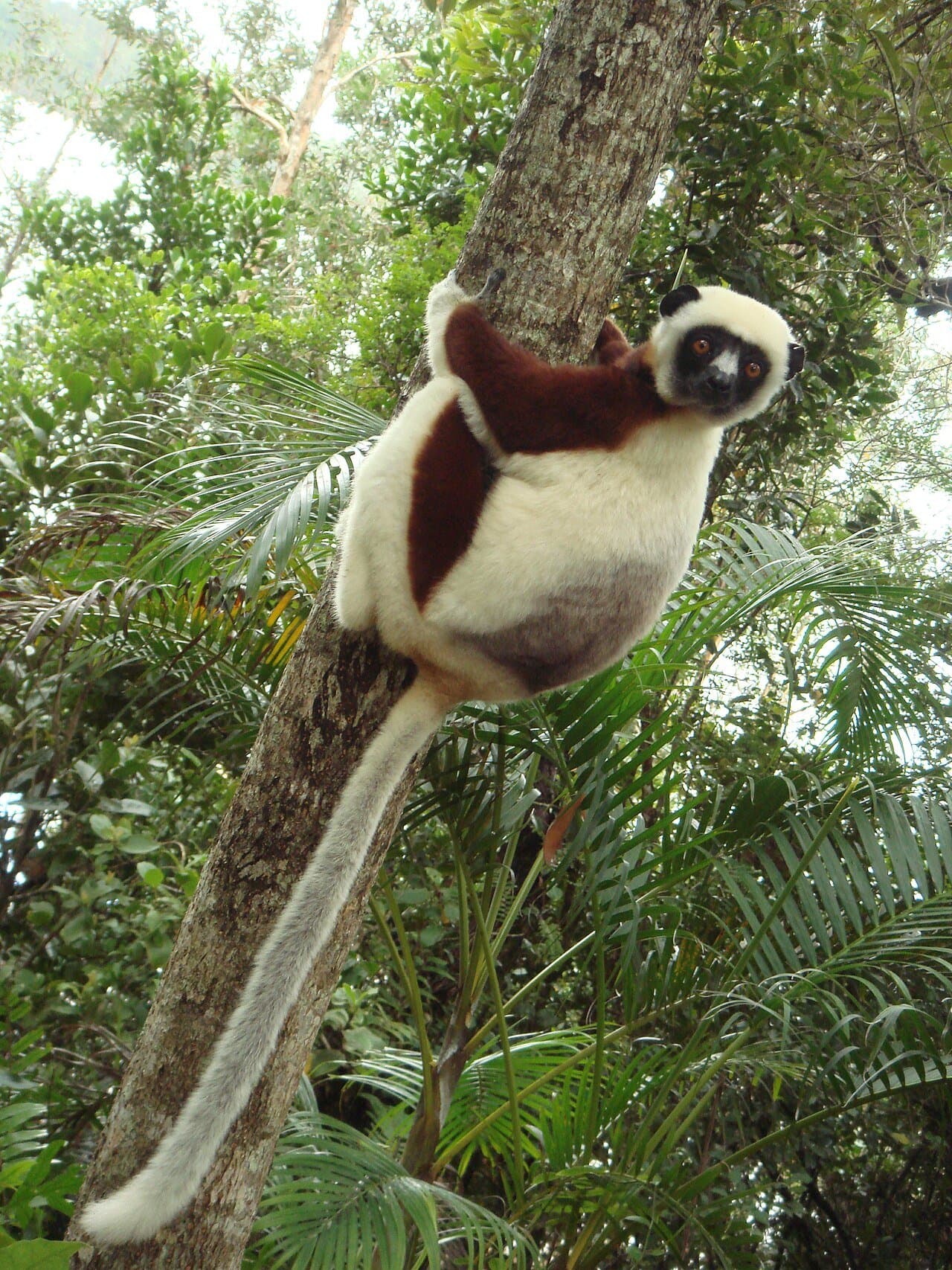 A white Coquerel's sifaka with brown patches clinging to a tree trunk.