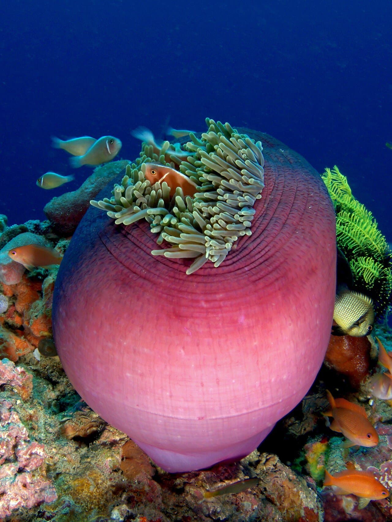 A large pink sea anemone surrounded by coral and small orange fish.